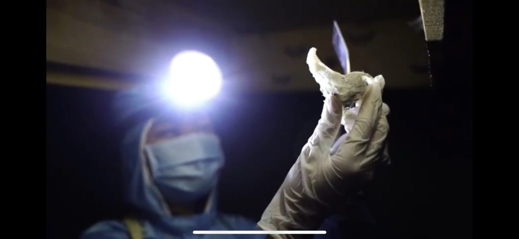 Quy trình thu hoạch yến ở đảo yến phú quốc