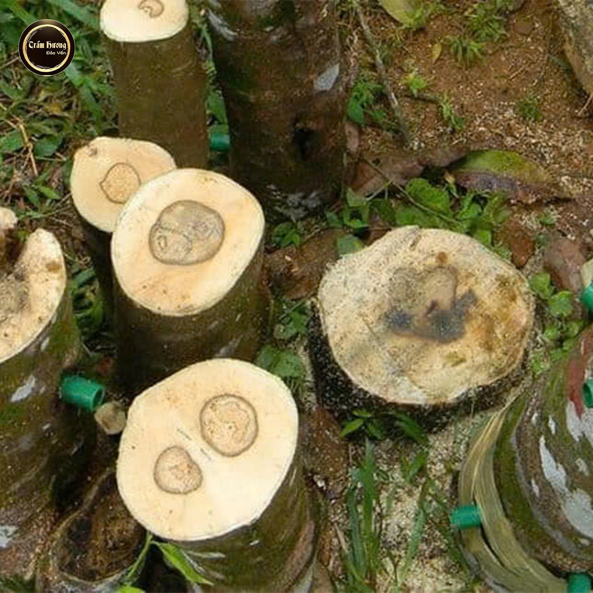 Chế Tác Trầm Hương